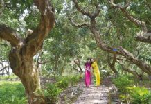 Khám phá vườn nhãn cổ Bạc Liêu – điểm du lịch sinh thái thú vị Khám phá vườn nhãn cổ Bạc Liêu - điểm du lịch sinh thái thú vị